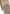 Dax Drifter Eco-Timber Bark (Preorder, Ship August 10th)