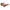 I-SEA LOLA TORT / BROWN POLARIZED LENS